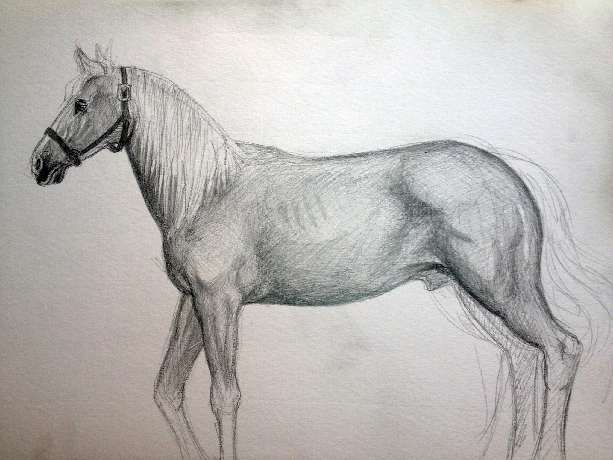 Caballo 002
