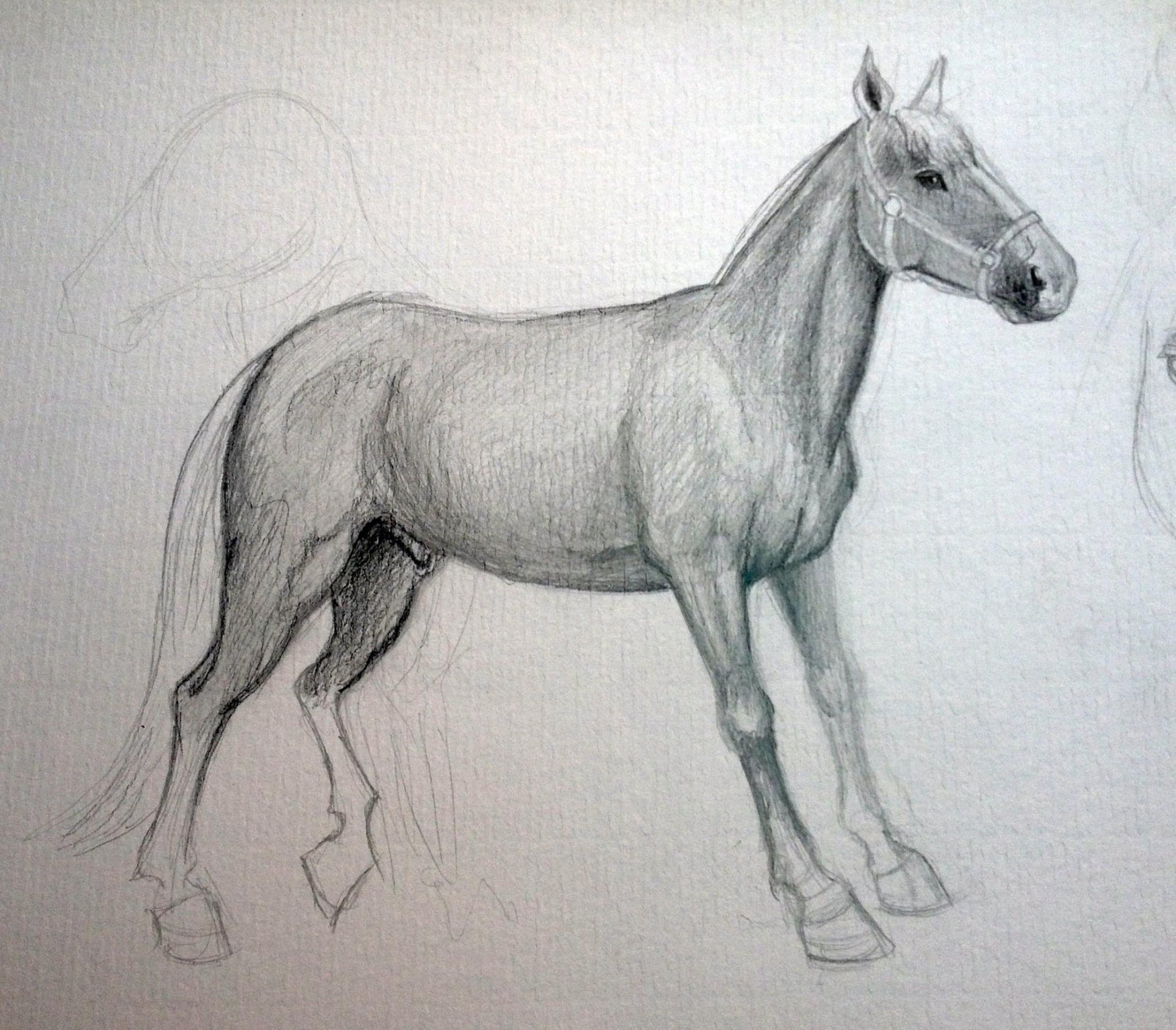 Caballo 003
