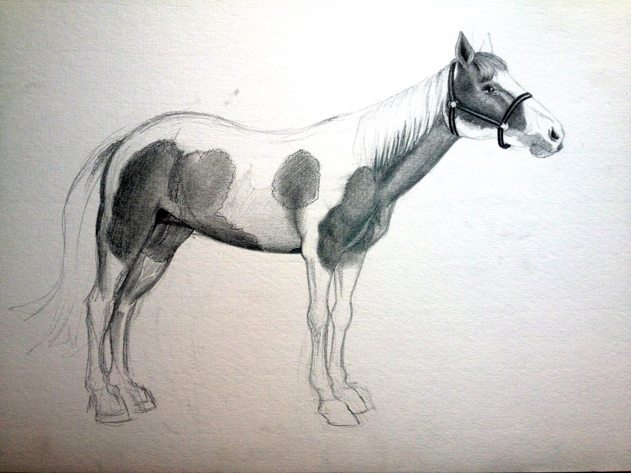 Caballo 004