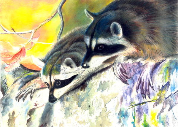 mapaches